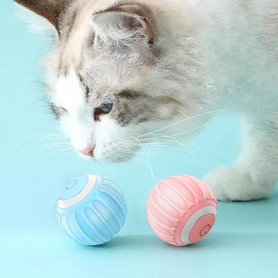 Grey and white cat watching two rolling balls